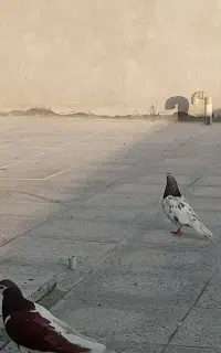 کله سبز ب شرط پیچ و بازی