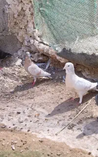 تعدادی کبوتر پلاکی