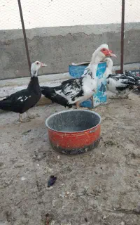 اردک اسرائیلی