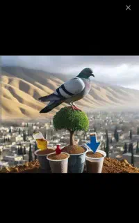 فضله کبوتر