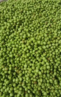 فروش قصقوان طبیعی به صورت پاک شده