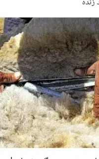 پشم زنی گوسفند