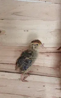 بلدرچین یک هفته ای