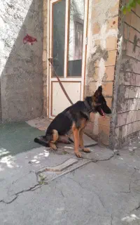 گمشده