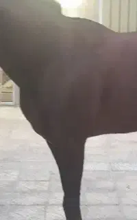 اسب ترکمن سورا کار ماهر پرشی چند مدال گرفته