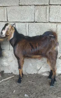 دو راس کهره نر شیرمست