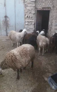 بره نر