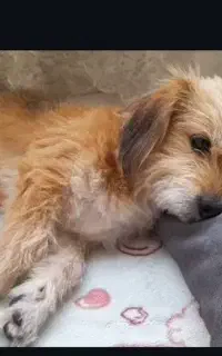 گمشده