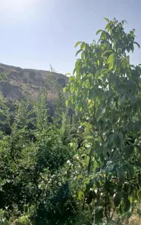 کارگر دارم برای پیاز کاری