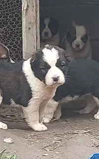 توله های آلابای