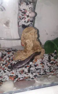 کت چوبی پنگوسی
