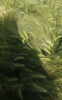 جو بذری رقم شهبد