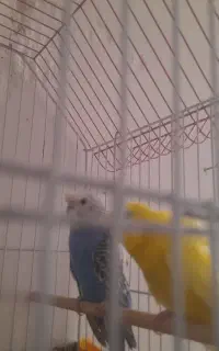 دوهفته مرغ عشق پروانه ای