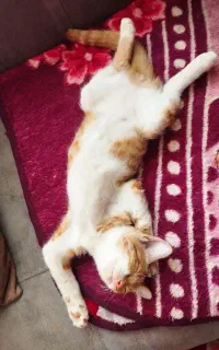 گربه خانگی تربیت شده