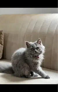 پرشین بریتیش ماده هفت ماهه