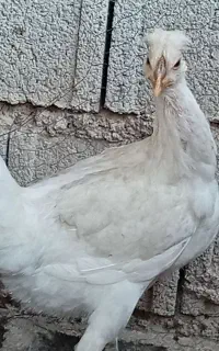 مرغ محلی اصل