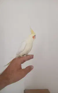 عروس هلندی نر
