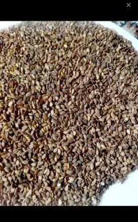 کنجد بوجاری شده تمیز تمیز