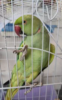 دنیای پرندگان سجاد