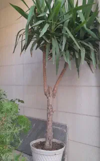 درختچه یوکا