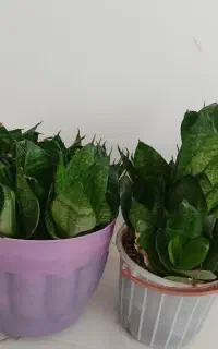 سانسوریا پاکوتاه