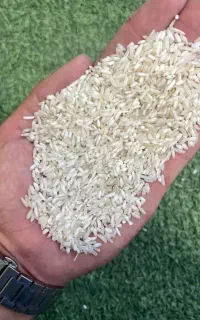 برنج اقتصادی طارم