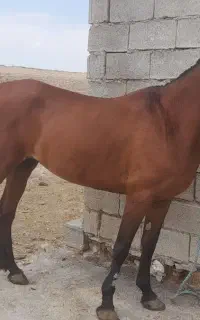 اسب مادیون مدرک دار