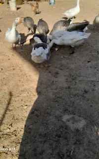 فروش غاز