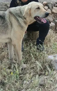 سگ ۱ نیم ساله