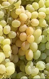 کارگر انگور چین هستیم