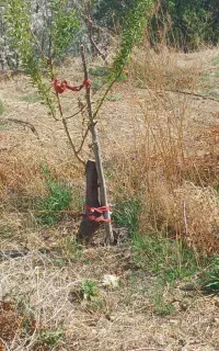 سرشاخه کاری و پیوند