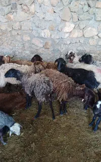 گوسفند