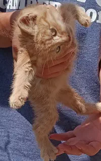 گربه