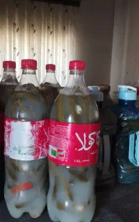 خیارشور