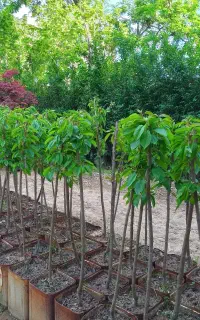 نهال گیلاس تک دونه