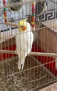 عروس هلندی نر