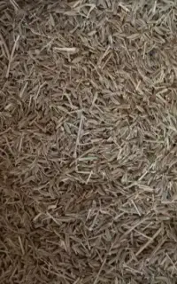 زیره سبز کراویه