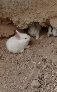 خرگوش