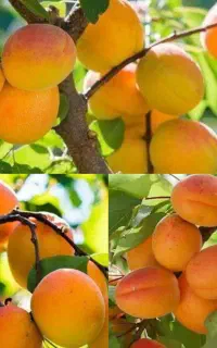 تولید پیش‌فروش نهال زردآلو