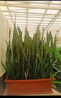 فروش یا تعویض گل سانسوریا سرحال و بزرگ