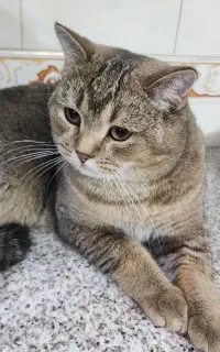 واگذاری گربه