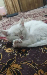 اهواز ملاشیه