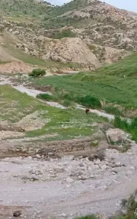 فروش و جمع اوری بادام تلخ یکجا بصورت قطحی