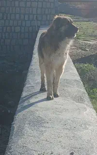 سگ گله