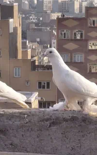 جفت اغ اهر گوشی اویناخ