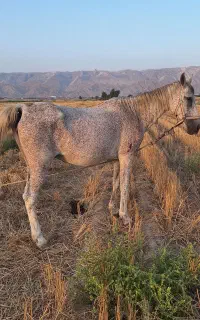 فروش مادیان ترکی