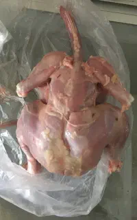 مرغ خیلی تمیز غذایه حیوانات