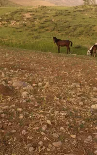 درود... اسب ۱۱ماهه پرخون و سرحال ب فروش میرسد