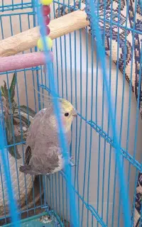 عروس هلندی