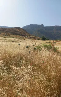 کاه/ علف خشک/ پیش